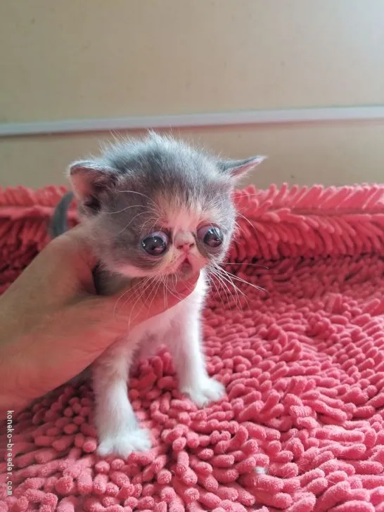 ID:2101-01328の子猫