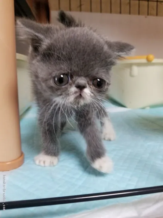 ID：2101-01326の子猫