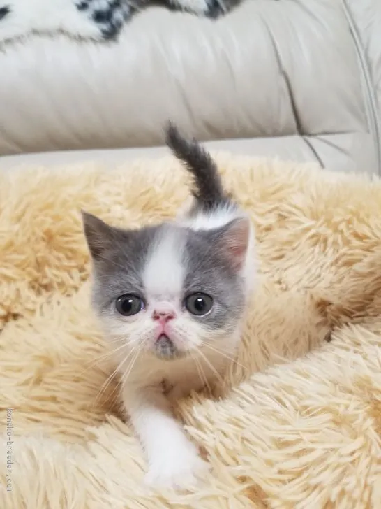 ID：2003-00573の子猫