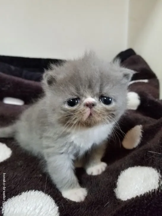 ID：1905-01945の子猫