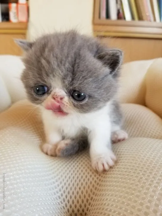 ID:1910-01302の子猫