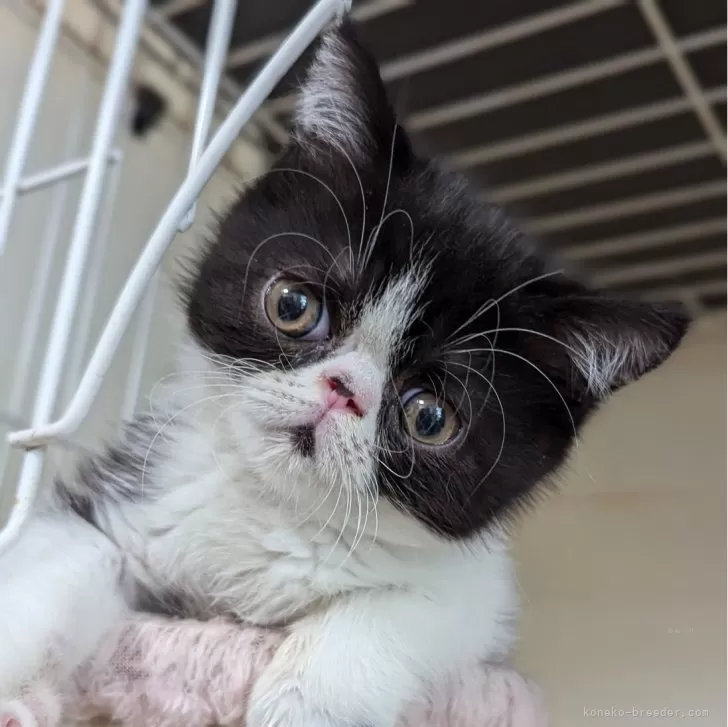 ID:2406-00691の子猫