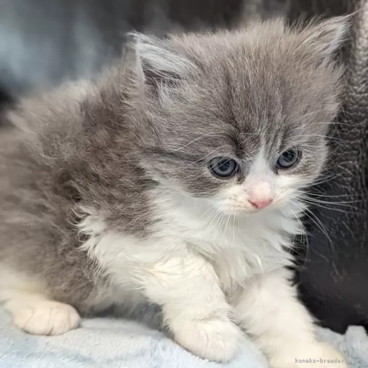ID:2406-00555の子猫