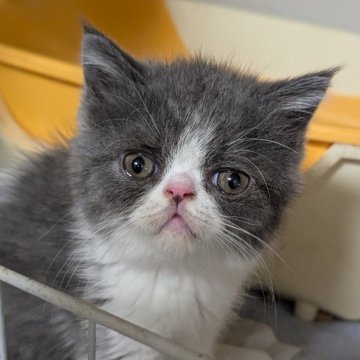 エキゾチックショートヘア【愛知県・女の子・2024年7月9日・ブルーホワイト】の写真「垂れ目の可愛い子。」