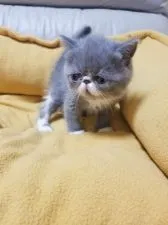 エキゾチックショートヘア【愛知県・男の子・2021年8月11日・ブルー&ホワイト】の写真3