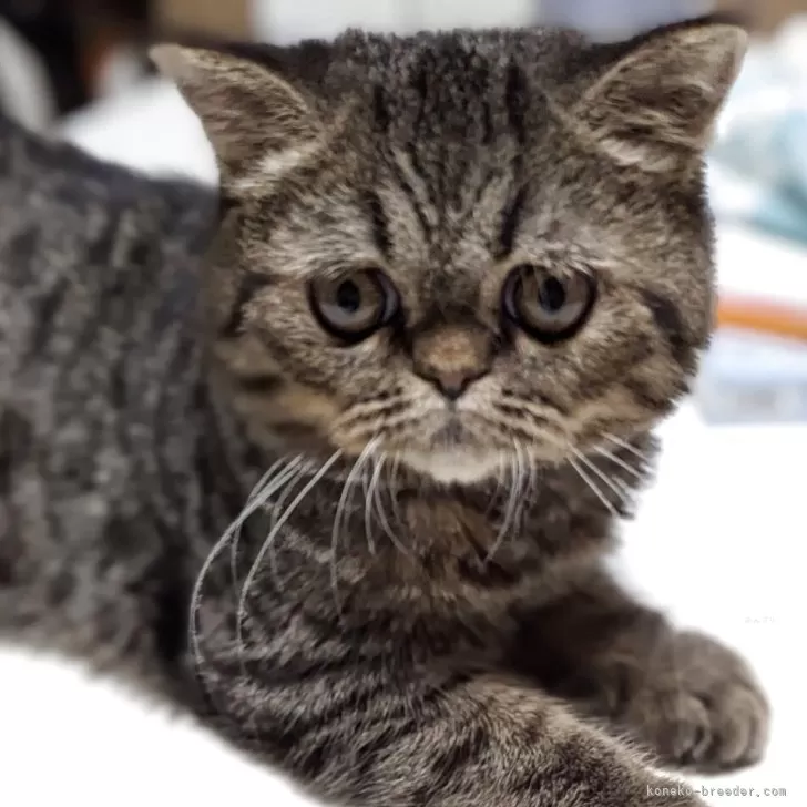 ID：2503-02552の子猫