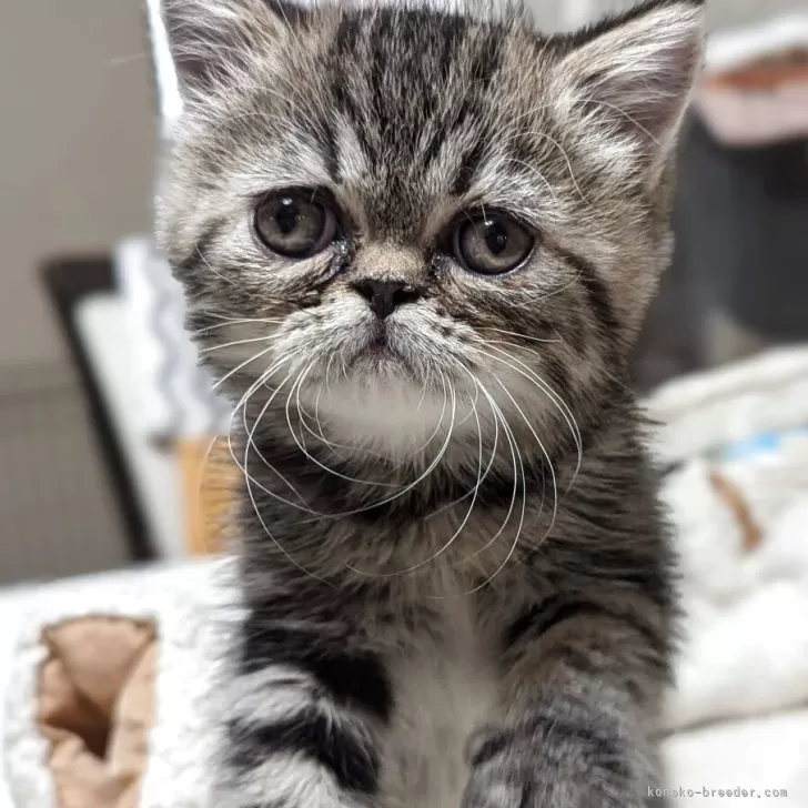 ID:2508-02339の子猫