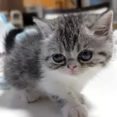 エキゾチックショートヘア
