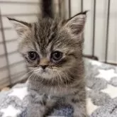 エキゾチックショートヘア