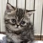 エキゾチックショートヘア