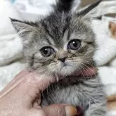 エキゾチックショートヘア