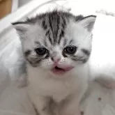 エキゾチックショートヘア