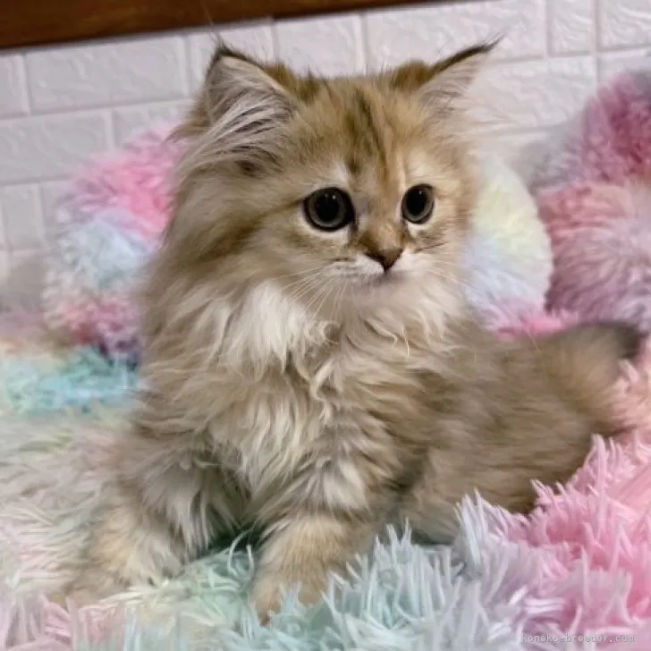 ID:2306-03407の子猫