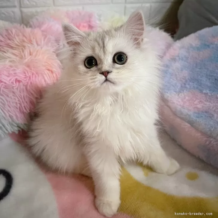 snm 様のお迎えした子猫