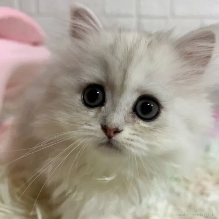 ID:2311-01902の子猫