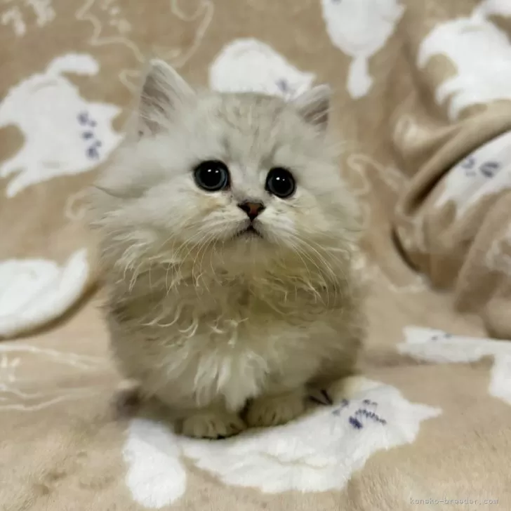 ID:2411-02863の子猫