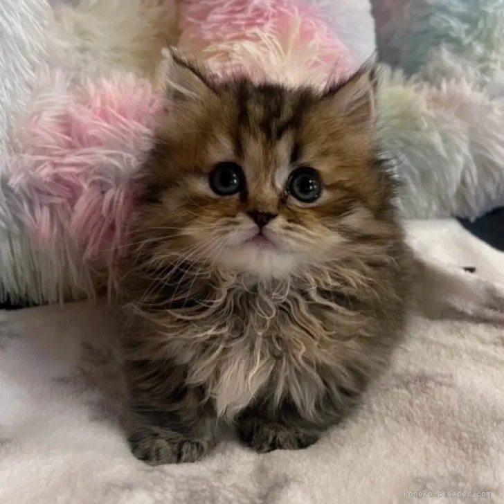 ID:2311-01914の子猫