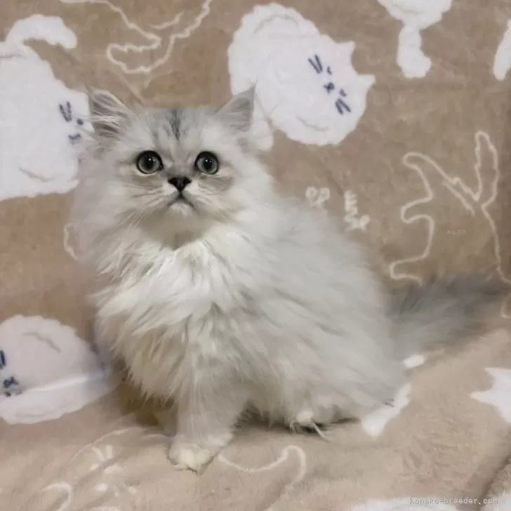 ID：2411-00120の子猫