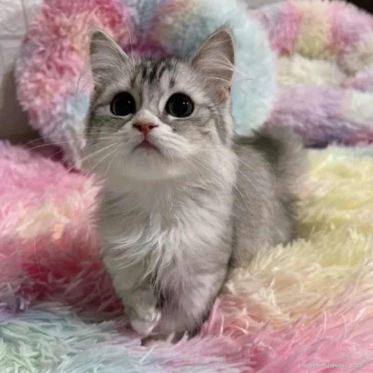 ID：2306-03402の子猫