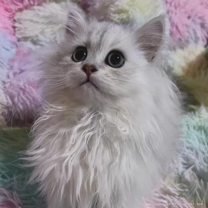 ma 様のお迎えした子猫