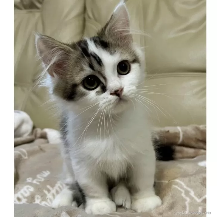 なお 様のお迎えした子猫