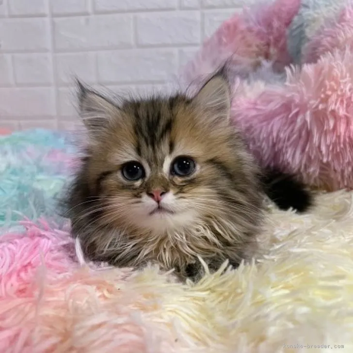 ID：2310-02660の子猫