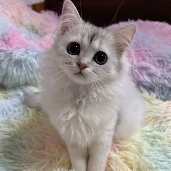 ID：2309-00088の子猫