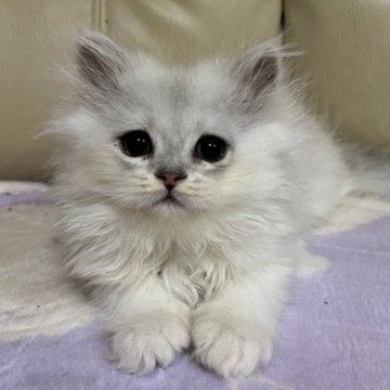 ペルシャ(チンチラ)【茨城県・女の子・2024年4月10日・チンチラシルバー】の写真「両親共に4項目の遺伝子検査クリアです」