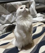 マンチカン【・女の子・2021年2月15日・キャリコ】「窓から鳥を見るのが大好き🕊️」