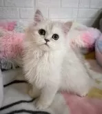 ペルシャ(チンチラ)【茨城県・女の子・2023年10月23日・チンチラシルバー】の写真2