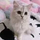 ミヌエット(長足)【茨城県・女の子・2023年3月23日・シルバーパッチドタビー】の写真5「2023.08.13 撮影」