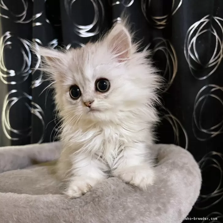 ID：2505-00536の子猫