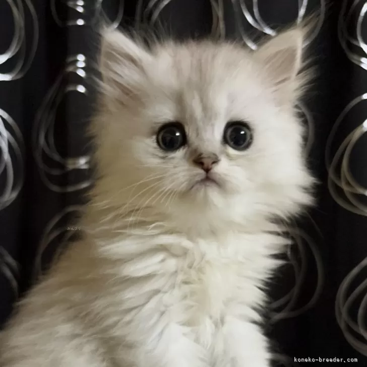 ID:2505-03112の子猫