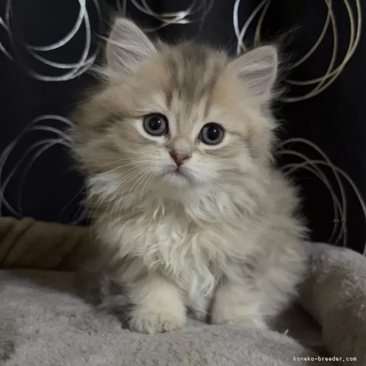 たけひろ 様のお迎えした子猫