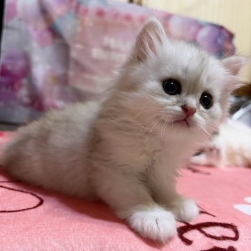 ペルシャ(チンチラ)【茨城県・男の子・2025年4月6日・チンチラシルバー】の写真「多数遺伝子検査クリア✨️遊ぶの大好き男の子♥️」