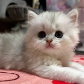 ペルシャ(チンチラ)