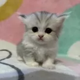 ミヌエット(短足)