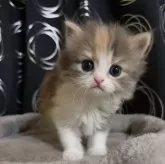 ミヌエット(長足)【茨城県・女の子・2025年4月15日・ダイリュートキャリコ】の写真2「優しいお顔立ち☺️」