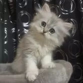 ペルシャ(チンチラ)【茨城県・男の子・2025年3月24日・ブルーチンチラシルバー】の写真3