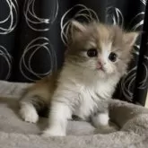 ミヌエット(長足)【茨城県・女の子・2025年4月15日・ダイリュートキャリコ】の写真5