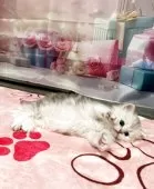 ペルシャ(チンチラ)【茨城県・男の子・2025年3月24日・チンチラシルバー】の写真7