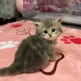 ペルシャ(チンチラ)【茨城県・女の子・2025年3月24日・ブルーチンチラゴールデン】の写真7