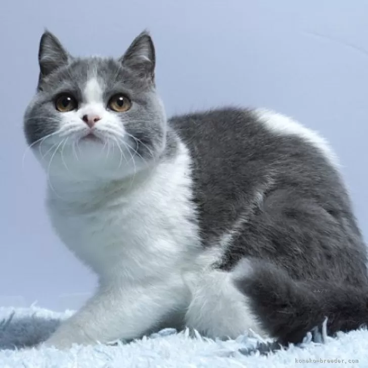 ID：2408-02476の子猫