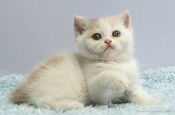 ID：2204-02314の子猫