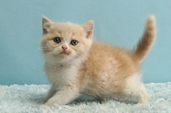 ID:2112-01160の子猫