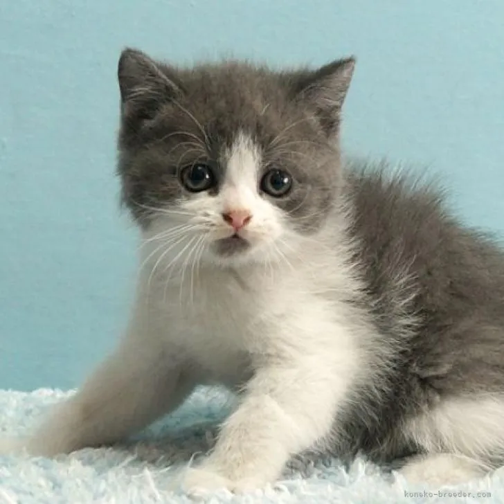 ID：2212-01657の子猫