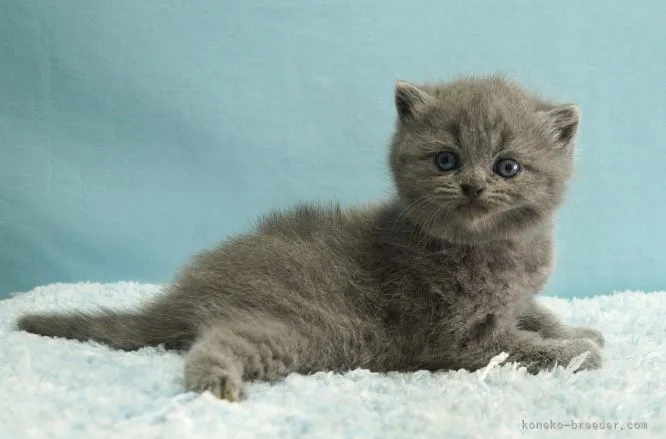 ID：2111-01862の子猫