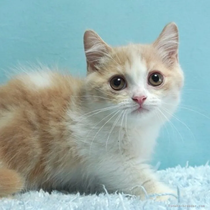 ID:2306-02427の子猫