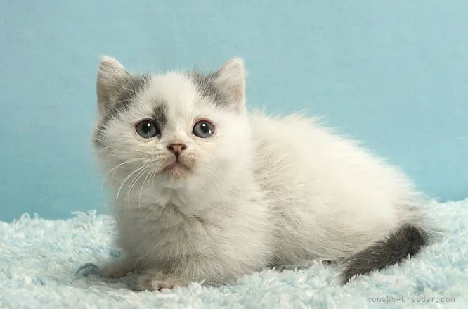 ID:2111-01863の子猫