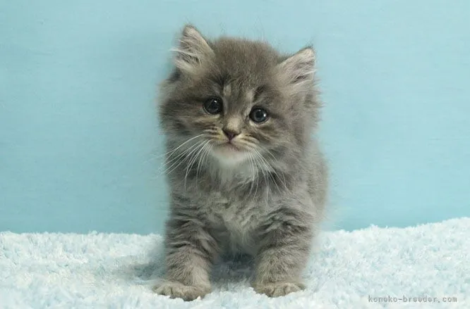 ID：2105-02147の子猫